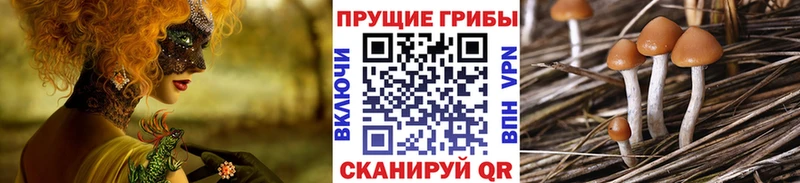 Псилоцибиновые грибы Psilocybine cubensis  Завитинск 